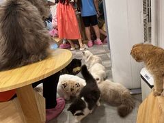 -楼上猫咖(罗湖店)