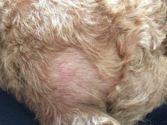 -爱贝特动物医院·猫口炎专科