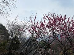 -香雪海