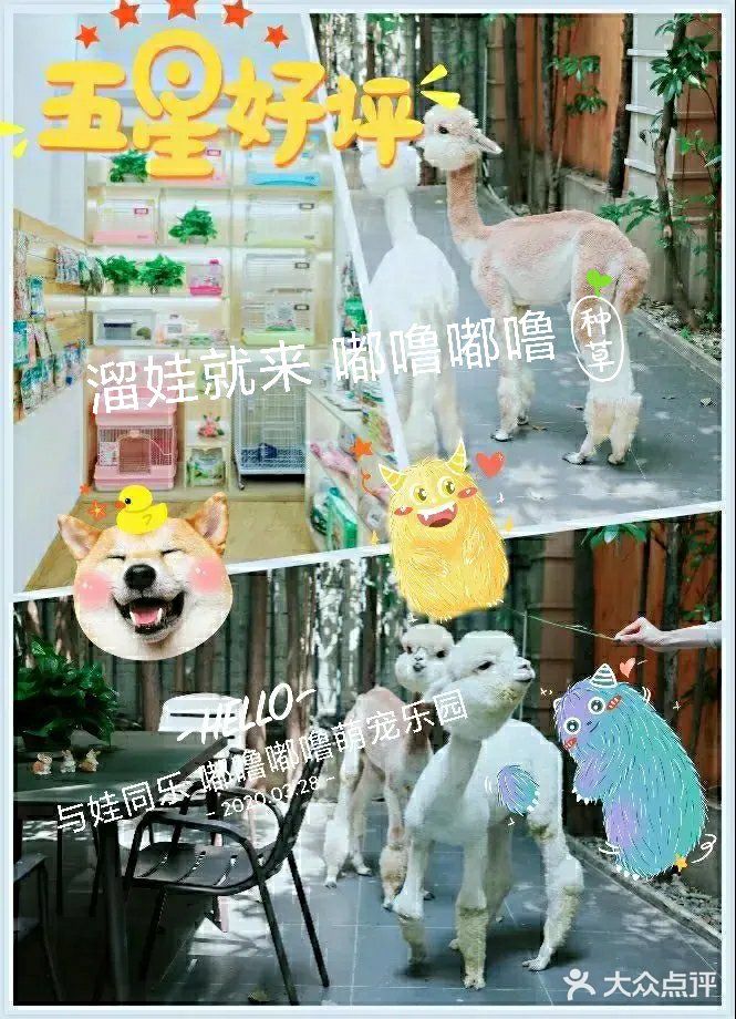 零距离接触萌宠｜魔都超🔥萌宠乐园[糖果]