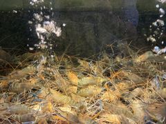 -海鲜e族(马王堆店)