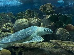 -上海海洋水族馆