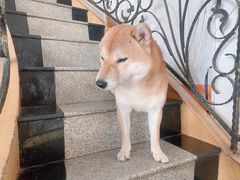 -喜柴咖啡·柴犬狗咖