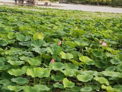 -大兴滨河森林公园