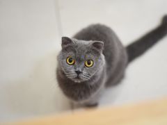 -鼓捣猫呢主题猫咖店