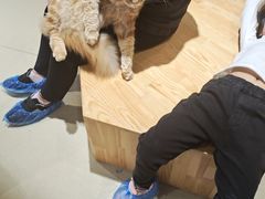 -藏猫猫咖啡主题馆(中央大道店)
