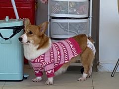 -怪兽屋·羊驼·猫咖·狗咖(俊华广场店)