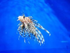 -福州罗源湾海洋世界旅游区