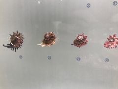 -青岛贝壳博物馆