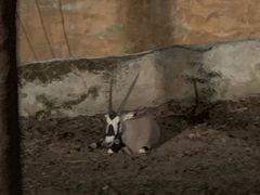 -清迈夜间动物园