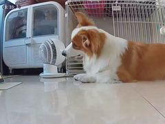 -翊宠yipet猫狗购宠庄园犬舍•猫舍