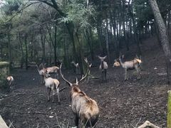 -沈阳森林动物园