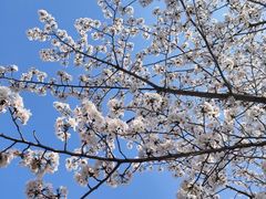 -高东镇樱花园