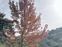 -香山公园