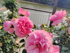 -人民公园(罗湖区)