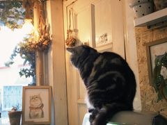 -海边的猫和咖啡馆
