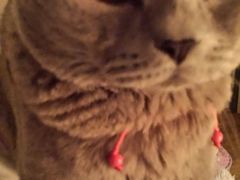 -瑞派天宁宠物医院·猫科·异宠中心