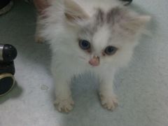 -汪喵宠物医院·骨科心脏影像·犬猫急重症ICU诊疗中心(成华分院)