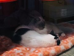 -猫咪博物馆(顶澳仔猫街店)