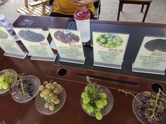 -马陆小张葡萄园农家乐