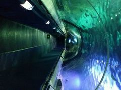 android_upload_pic-凯莉-塔尔敦海洋生物水族馆