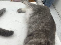 -喵园·猫主题咖啡厅·撸猫·猫咖(国贸店)