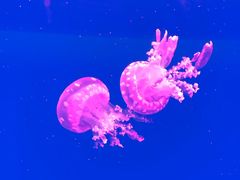 -福州罗源湾海洋世界旅游区