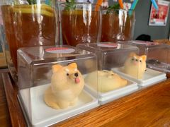 -柴犬高等学院·狗咖·柴犬售卖·宠物训练