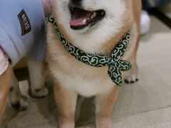 -逗柴咖啡屋·狗咖猫咖宠物桌游