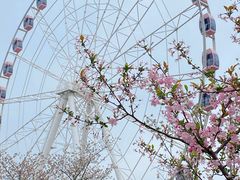 -顾村公园