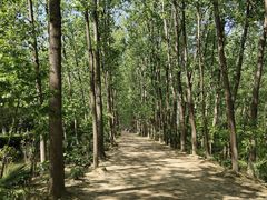 -合肥滨湖国家森林公园