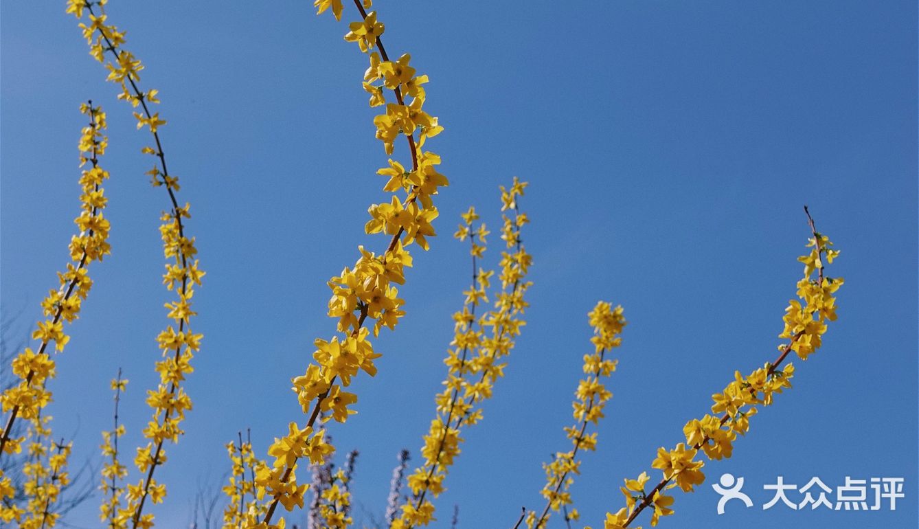 果茶春游 | 天坛的四月：花都开好了🌸