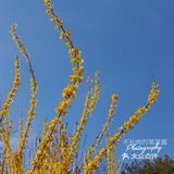 果茶春游 | 天坛的四月：花都开好了🌸