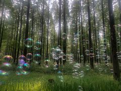 -黄海国家森林公园