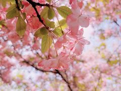 -石家庄市植物园