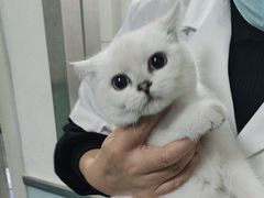 -特一安24小时宠物医院·骨科·中兽医