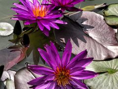 -国家植物园南园