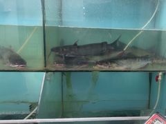 -鱼酷活鱼烤鱼(中联广场店)