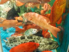 -聚福宝合苑食府(南头镇店)