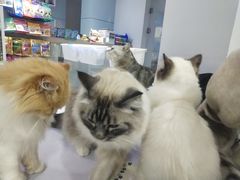 -喵的天空名猫咖啡馆·撸猫·猫舍·用品