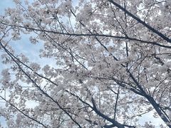 -新虹桥中心花园