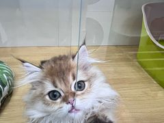 -青奢宠物·青奢猫舍