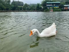 -观澜山水田园