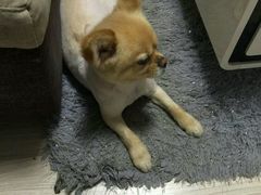 -喵宠乐园·撸猫互动·猫舍