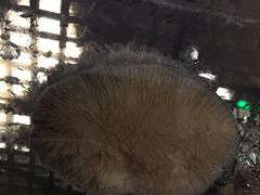 -阿弟仔海鲜