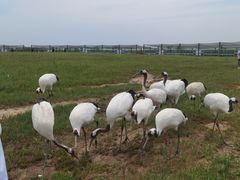 -盐城丹顶鹤湿地生态旅游区