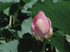 -莲池书院博物馆