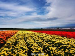 -富田农场