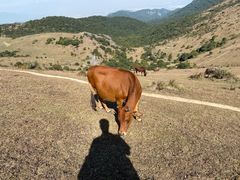 -大姆山草场