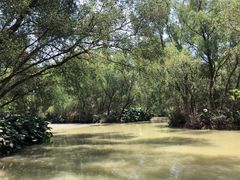 -大湾区中央湿地公园